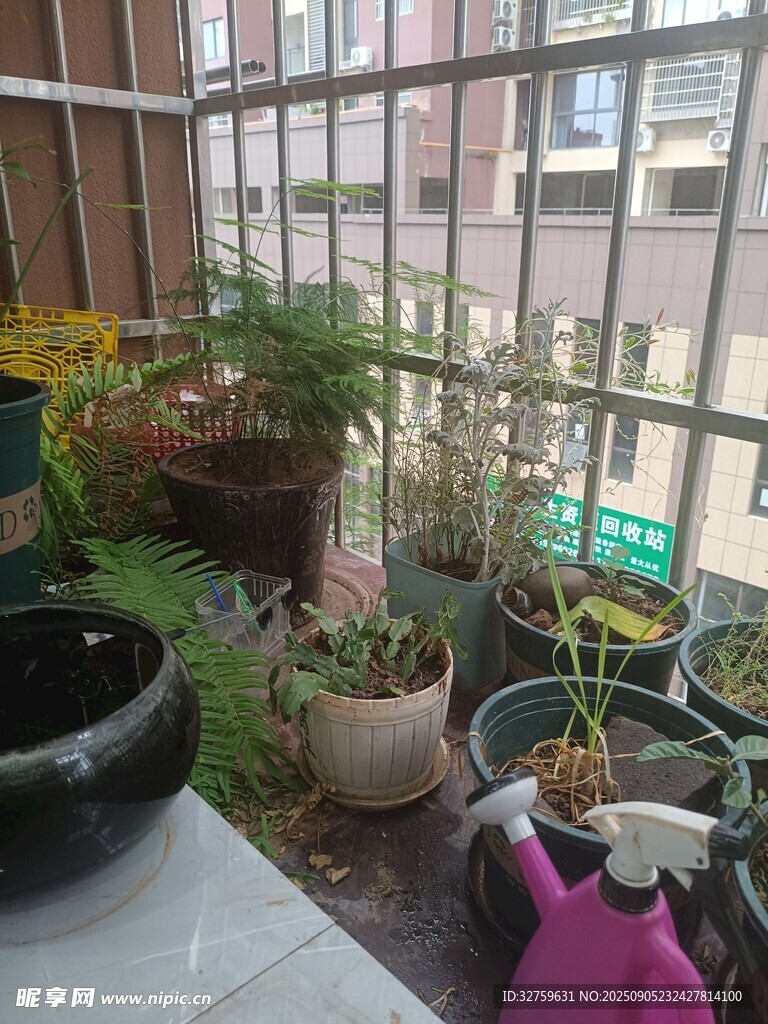 阳台绿植小景