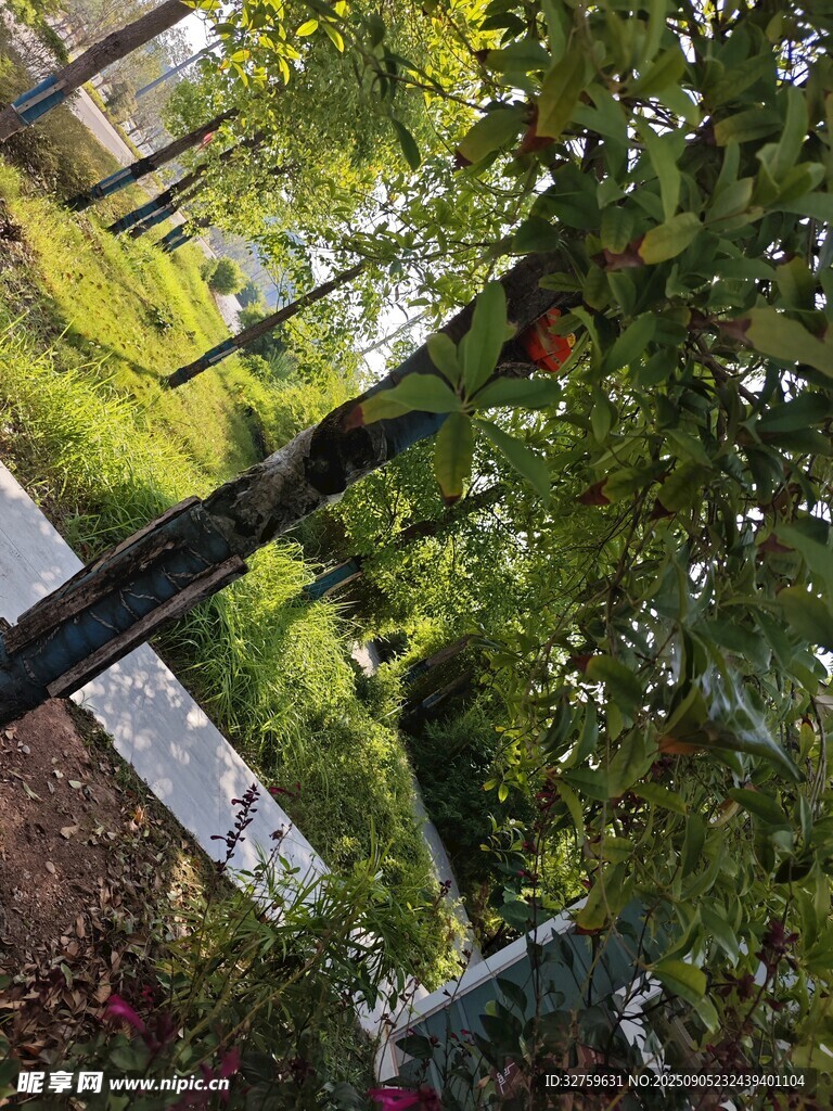 俯瞰绿意盎然的庭院景观