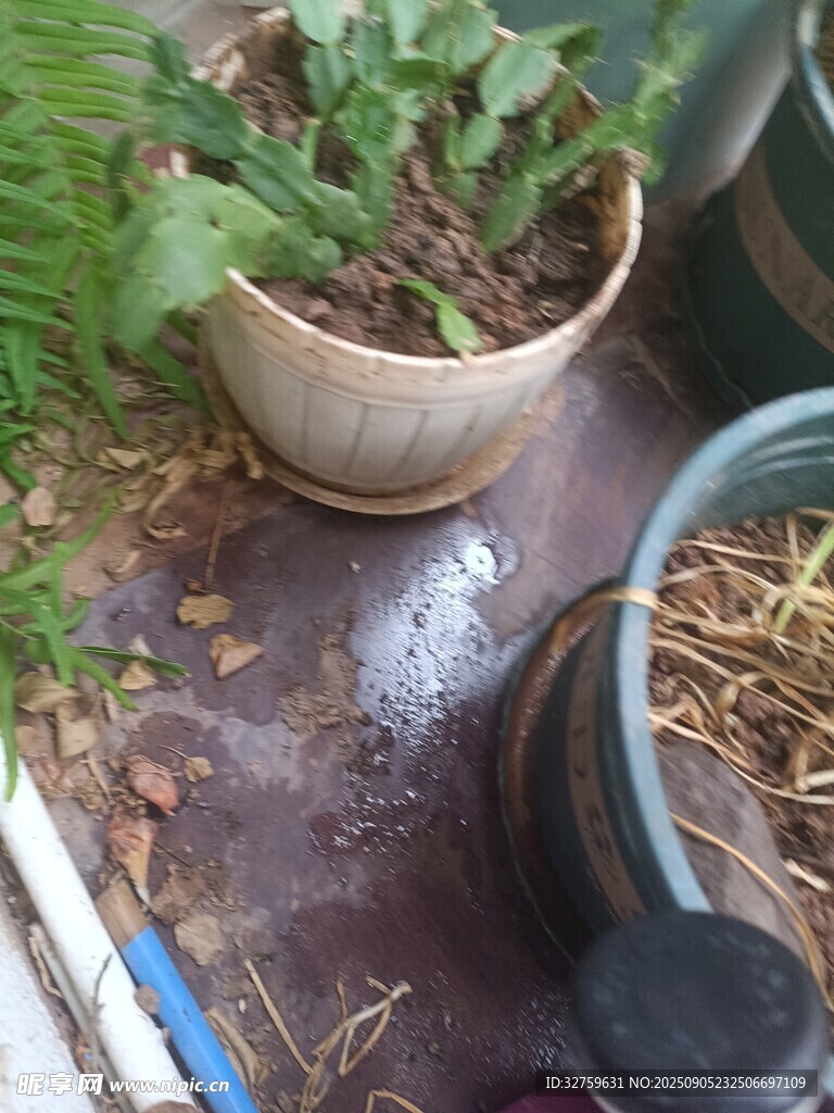 室内盆栽植物摆放景象