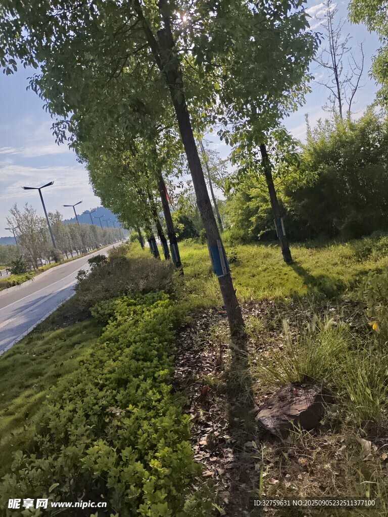 路边绿树与繁茂草地景观
