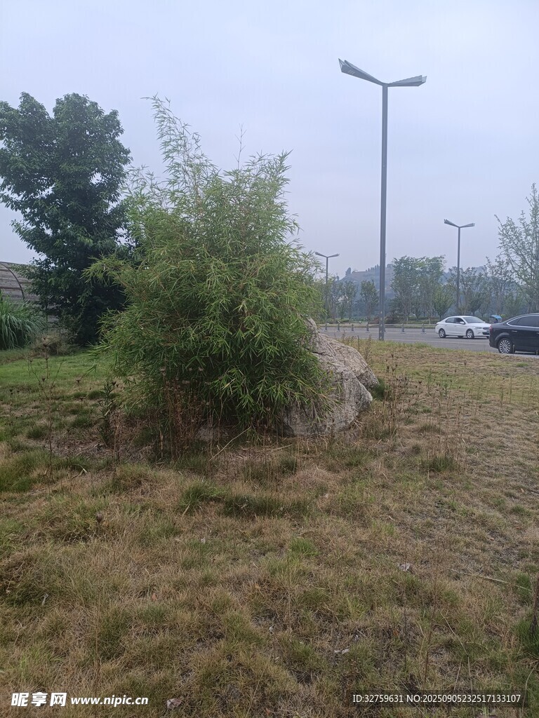 户外草地旁的绿植与路灯