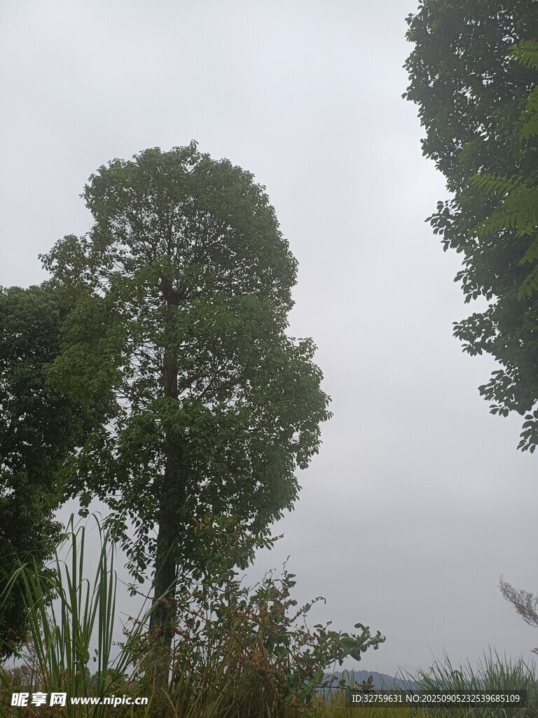 野外葱郁树木景观