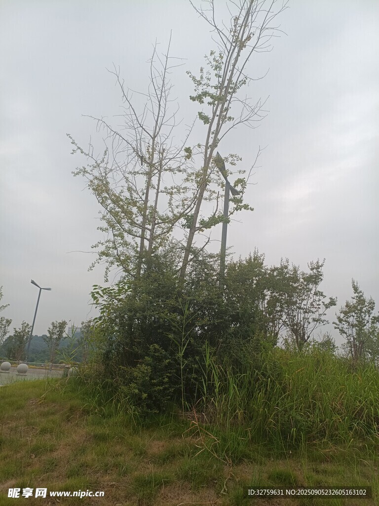 野外孤树杂草景象