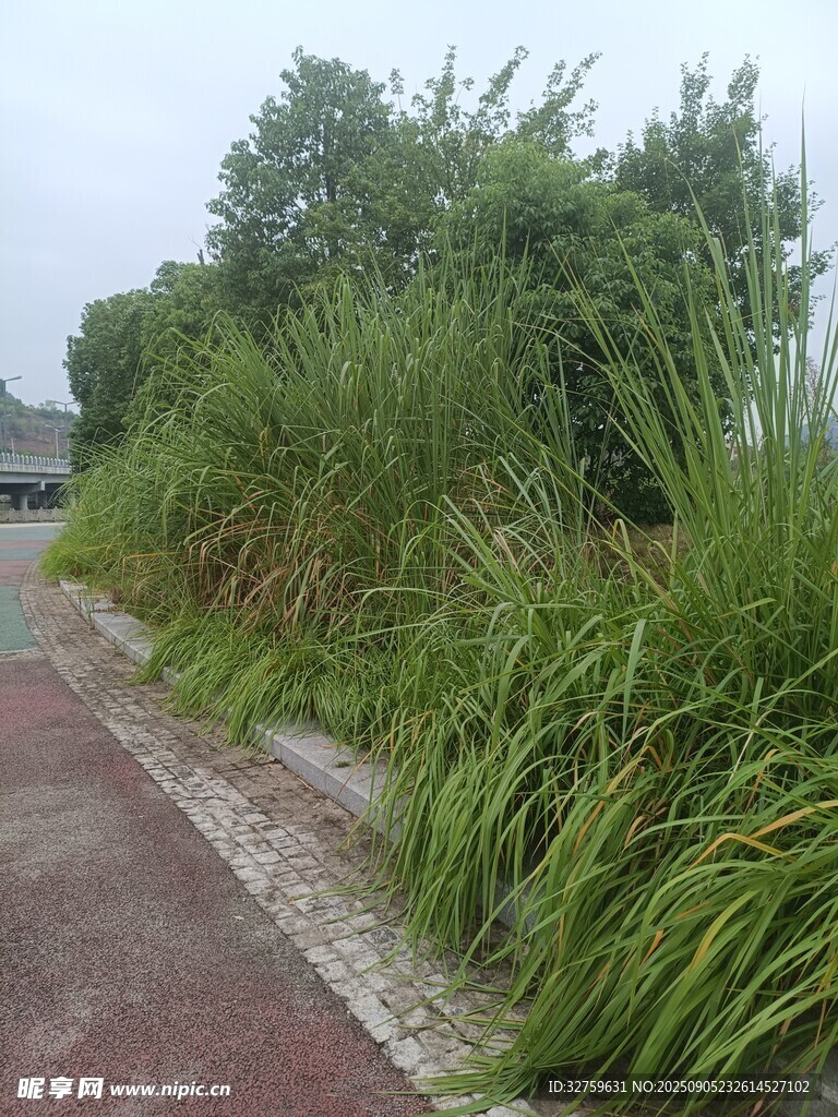 路边茂盛的绿色草丛