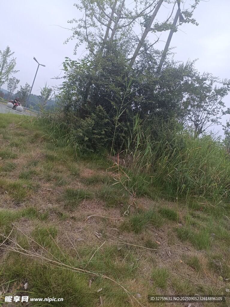 野外草地旁的绿植景观