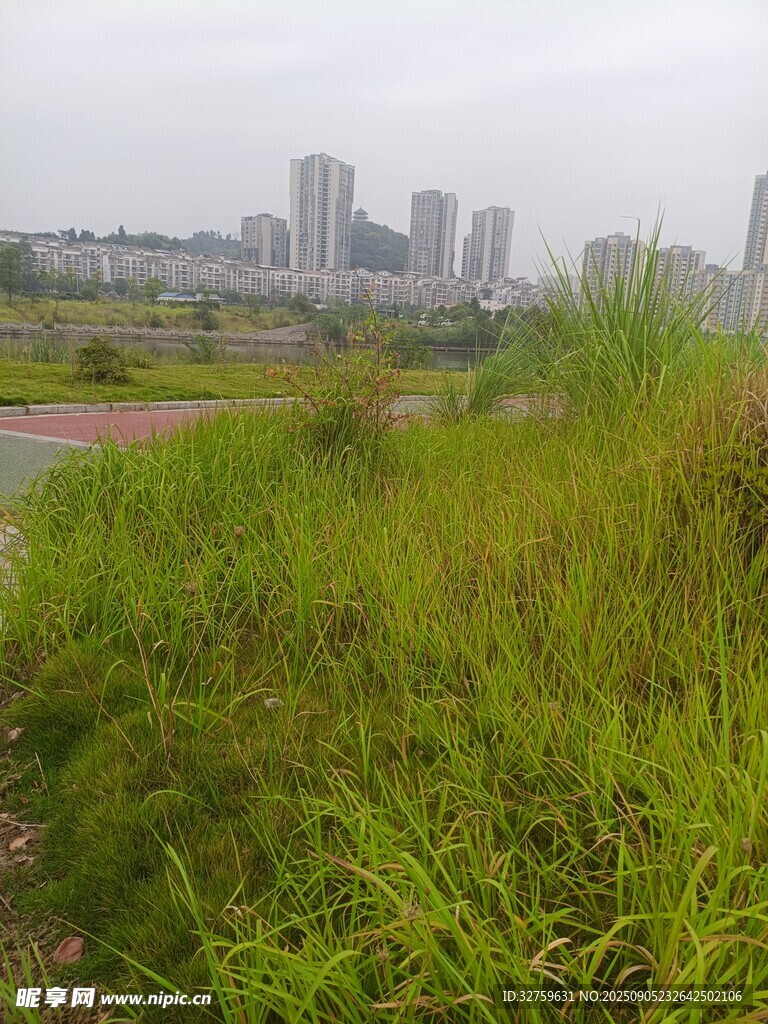城市边的葱郁草地景观