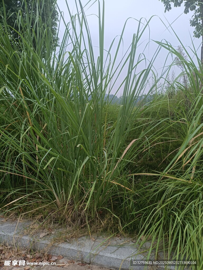 路边茂盛的绿色草丛