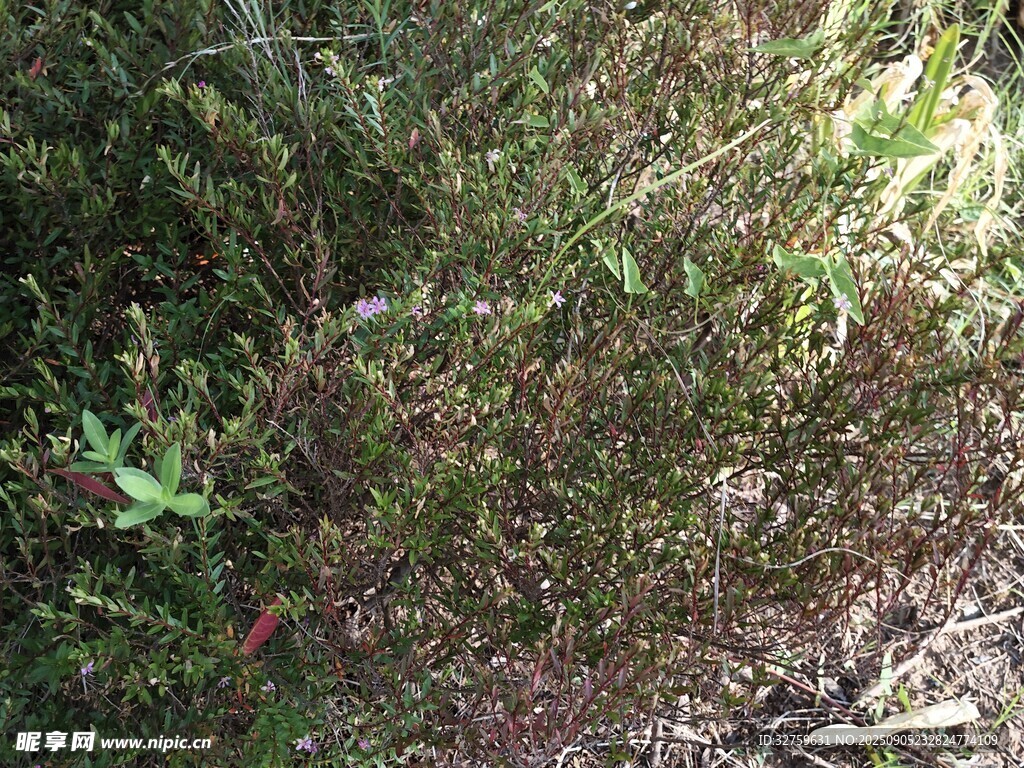 野外繁茂的绿色植物景观