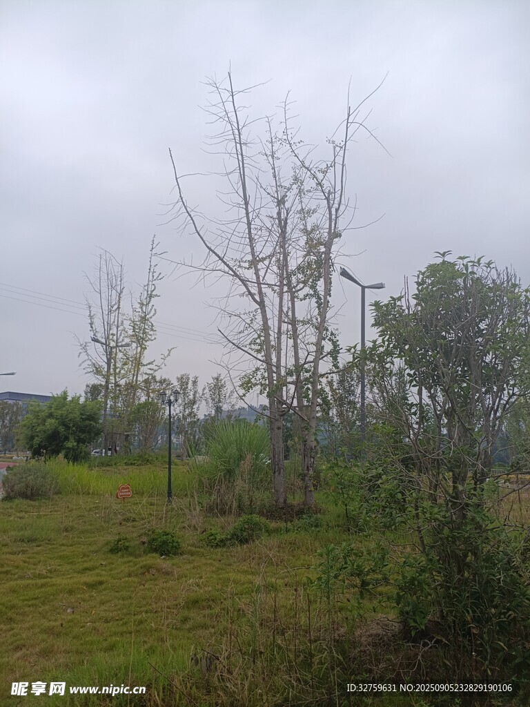 阴天荒野中的枯树与植被