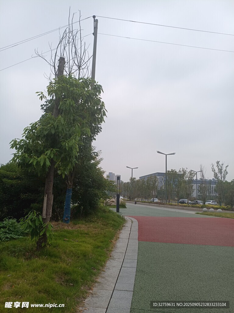 路边绿植与彩色路面景观