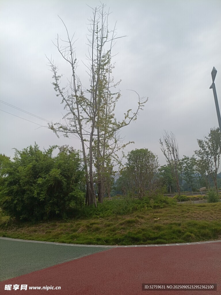 户外公园的树木与运动场地