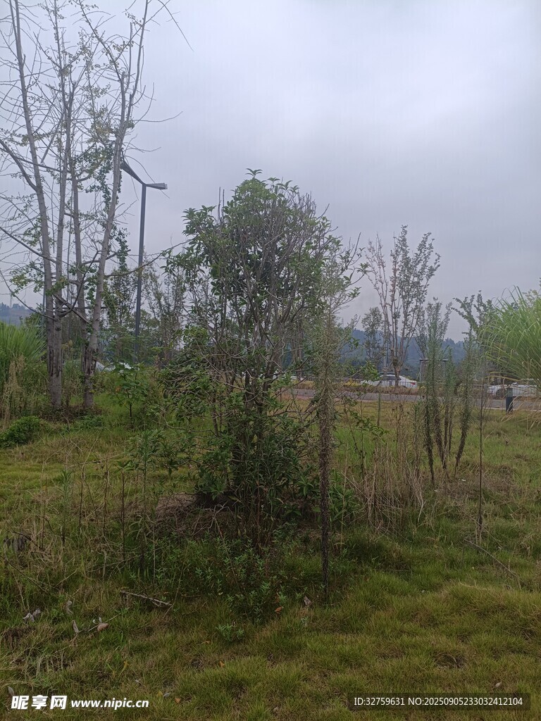 郊外草地树木风景图