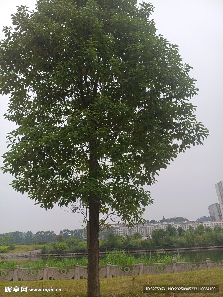 田野中的茂盛大树