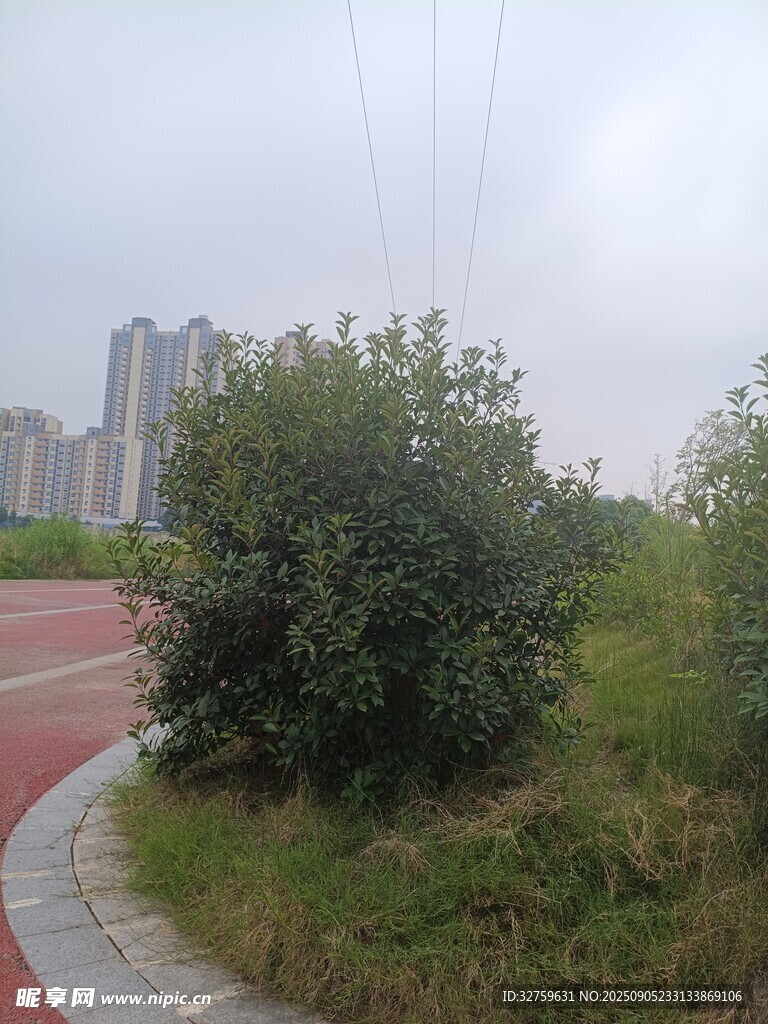 城市路边绿植与远处高楼