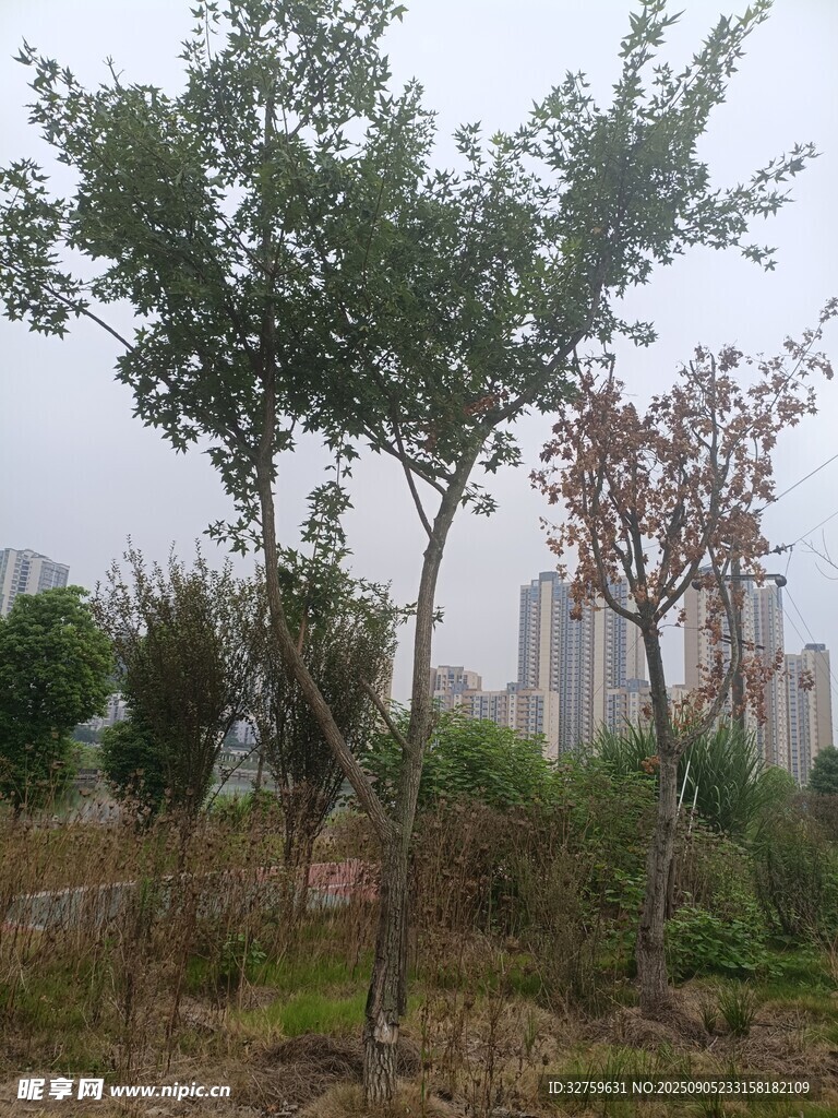 城郊树木与远处高楼景观