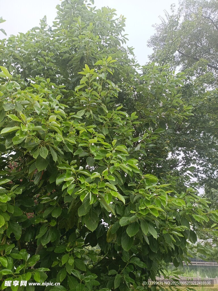 繁茂绿树 