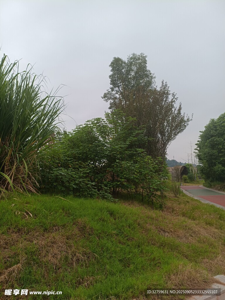 路边绿植景观