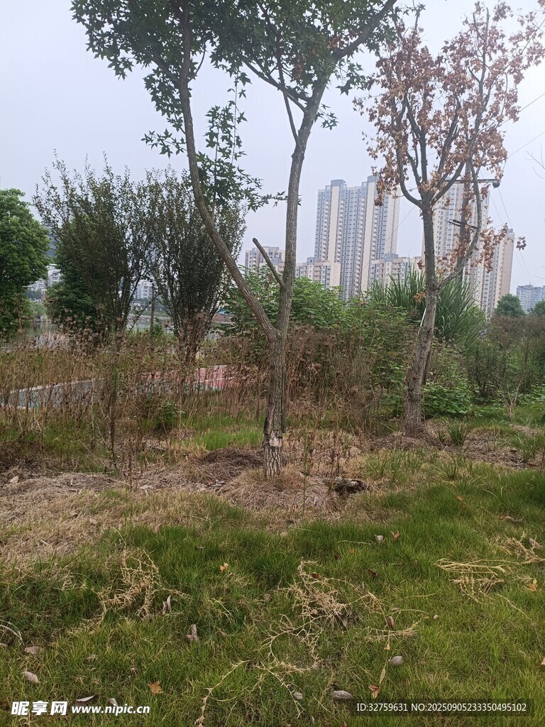 城郊草地树木景观