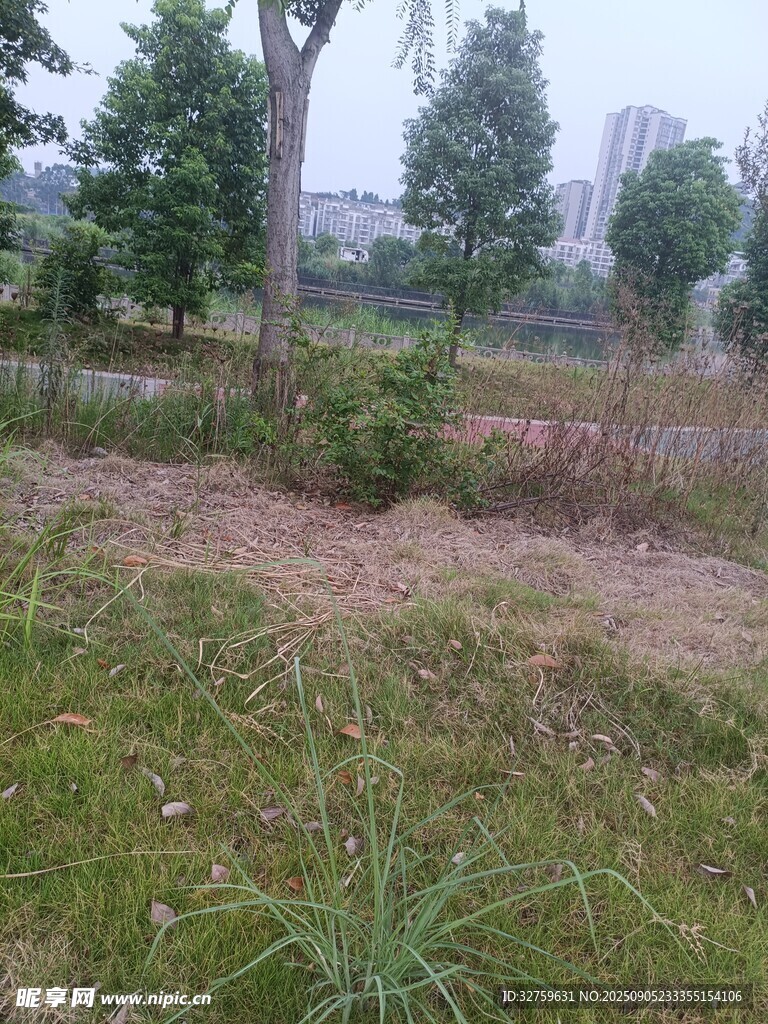 户外草地树木自然景象