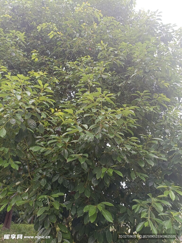 茂密葱郁的绿叶树冠