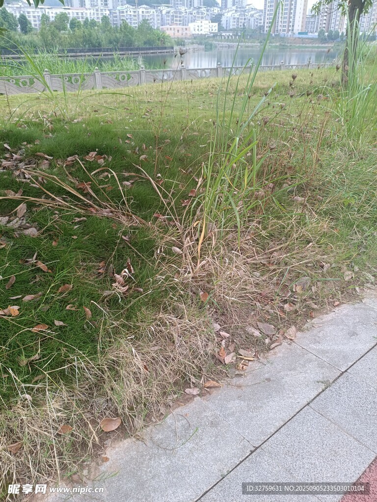 路边草地景象