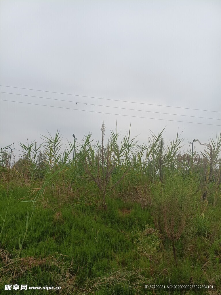 野外草地风景