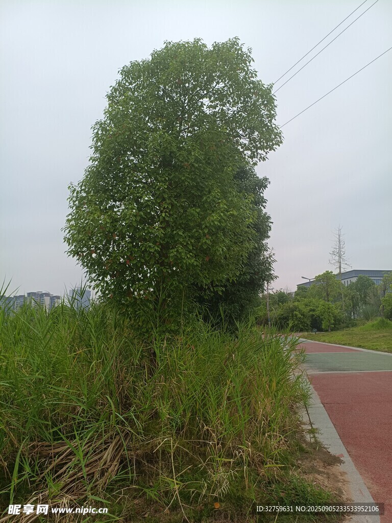 路边绿树与茂盛草地
