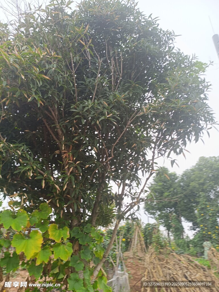 野外茂盛树木景观