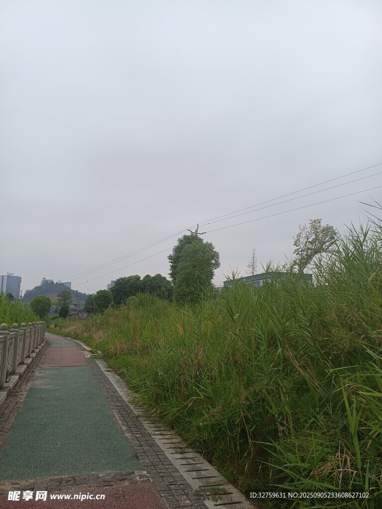 郊外河畔的葱郁草木