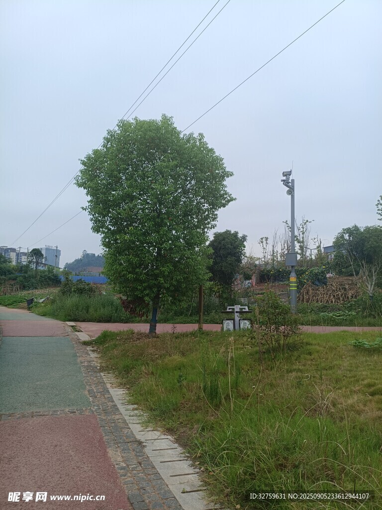 乡村小路旁的绿意景致