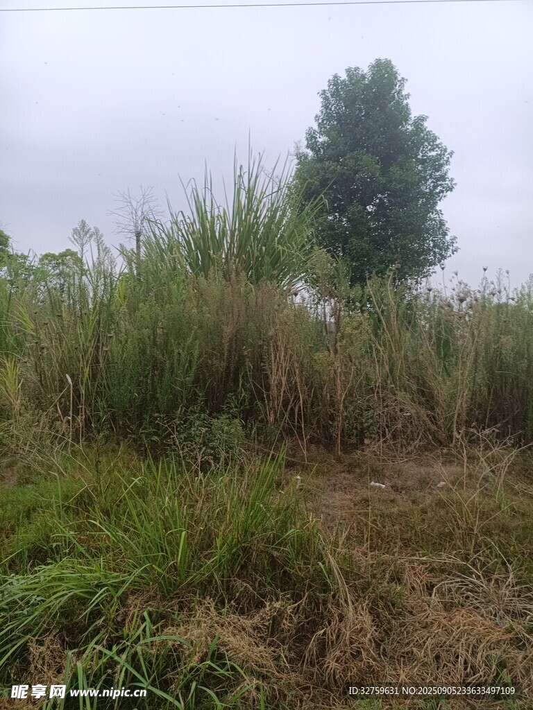 野外草地与孤树景观