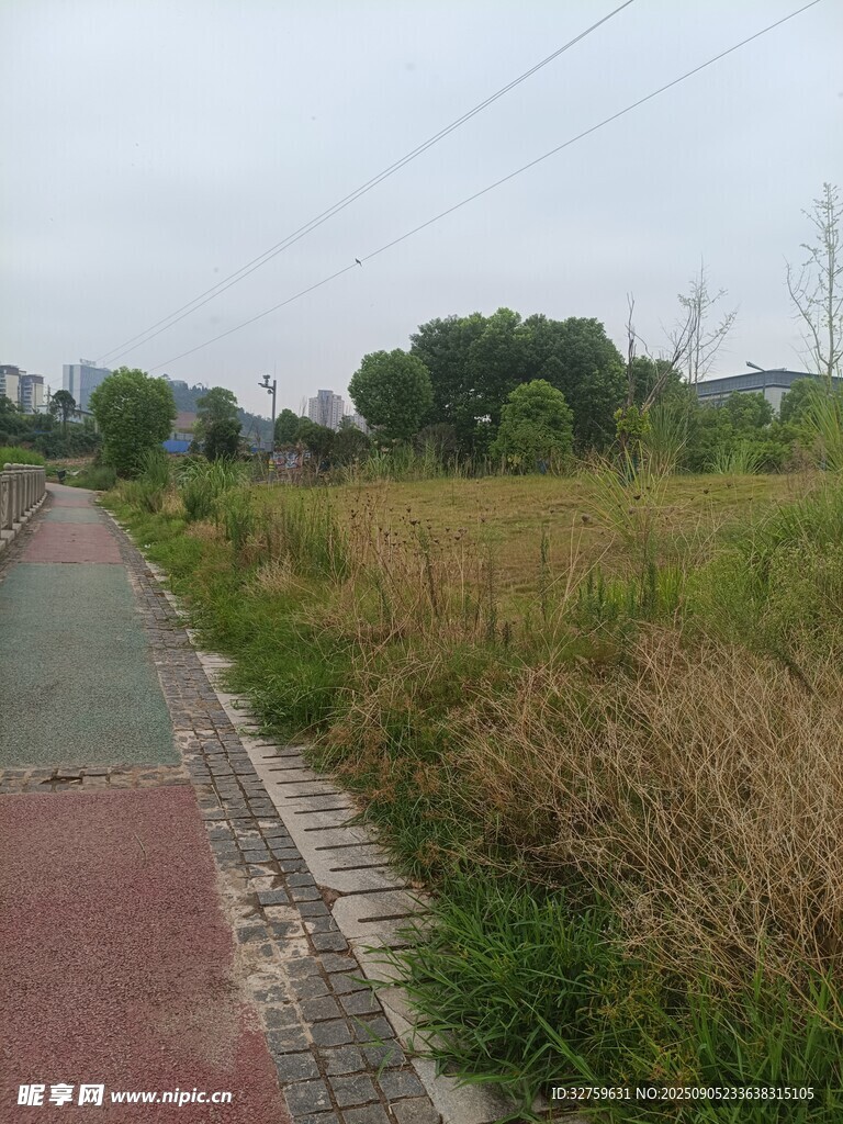 乡间小路旁的茂盛草地