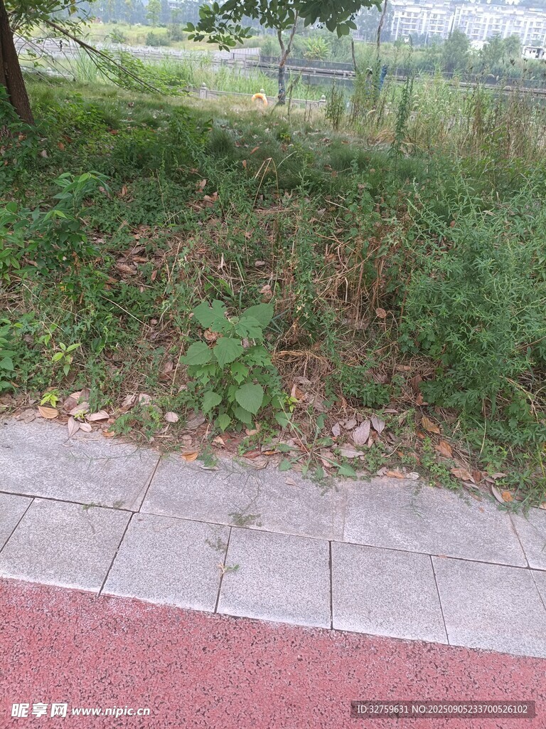 路边草地与绿植景观
