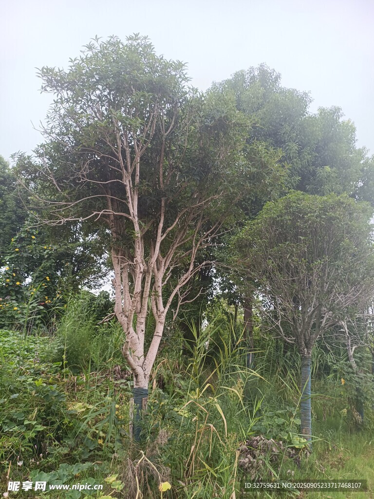 野外葱郁树木景观