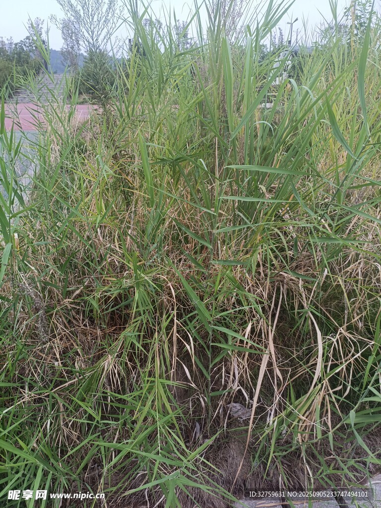 野外丛生的绿色杂草