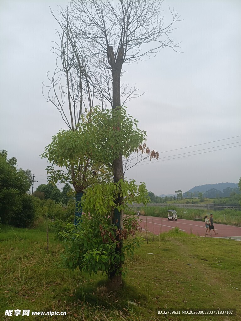 郊外枯树与绿植景观