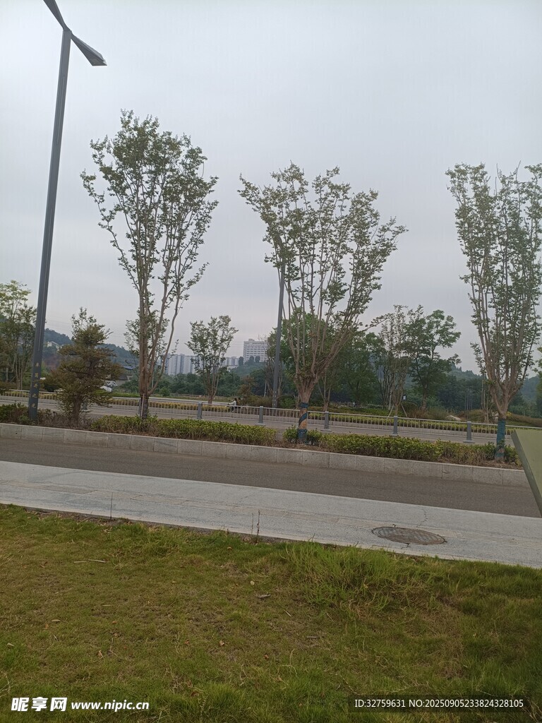 城郊道路旁的树木景观