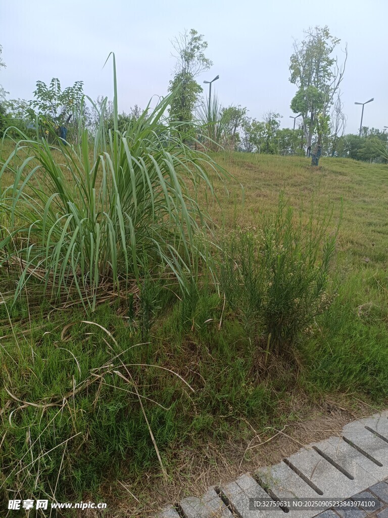 户外草地旁的木质小径
