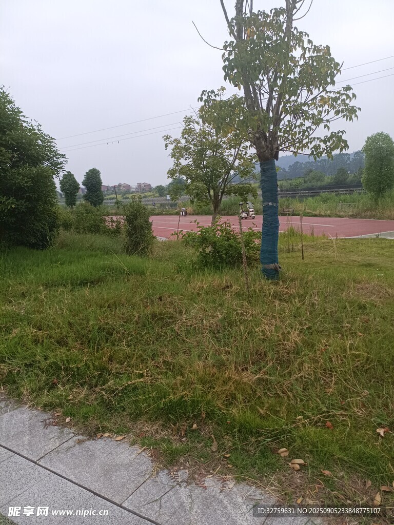 雨后草地旁的树木景观