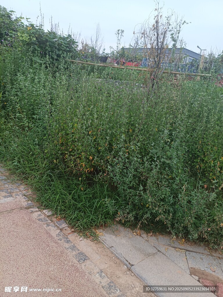 路边茂盛的绿色植物