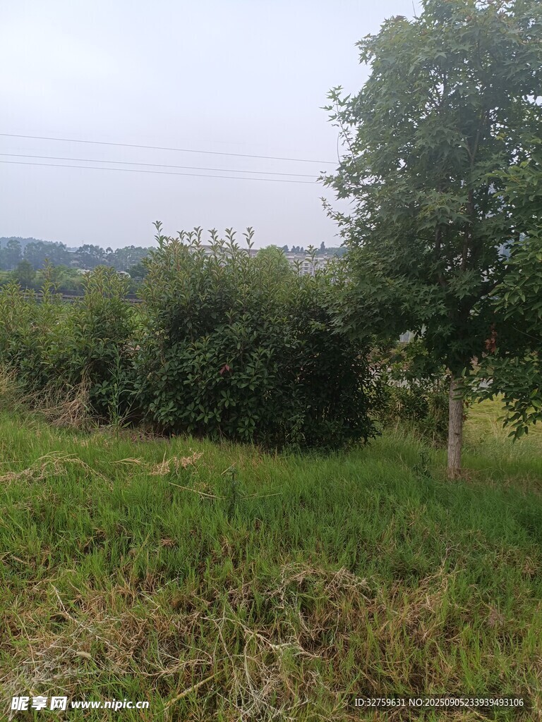 田野中的绿树与草地