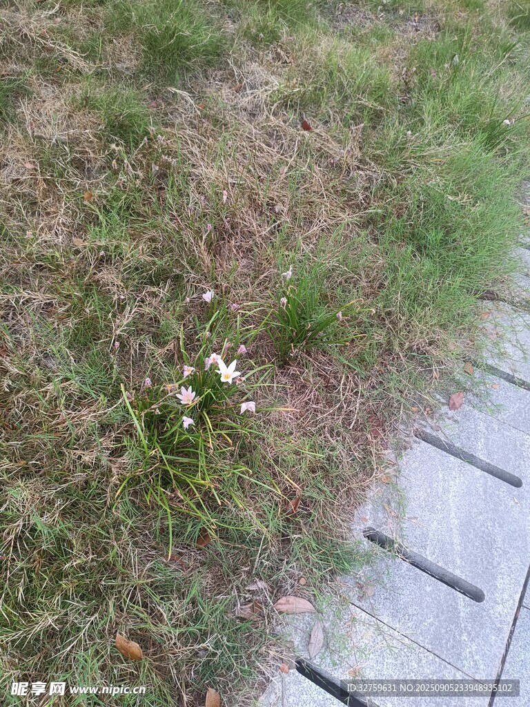 石板旁生长的白色小花