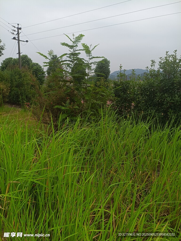 野外葱郁草地与远处树木