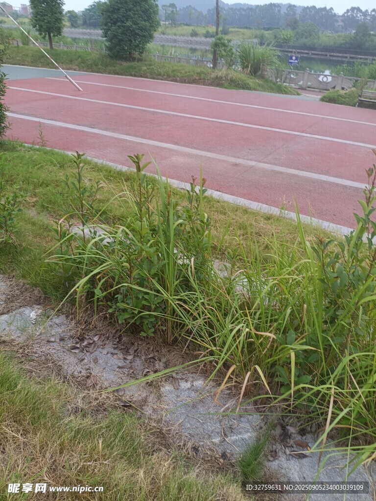 跑道旁的蓬勃绿色植物