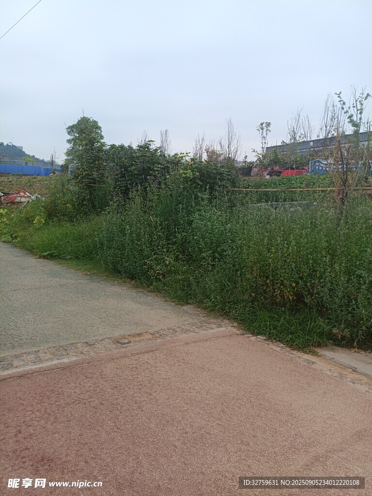 乡间小道旁的葱郁绿植
