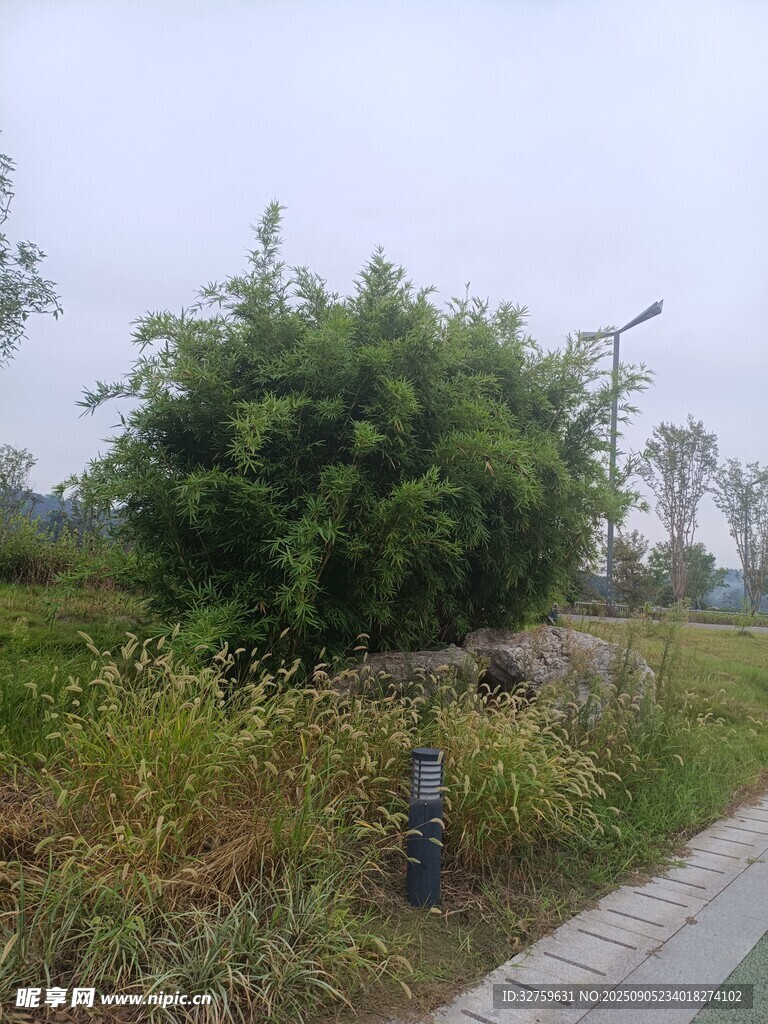 路边绿植景观