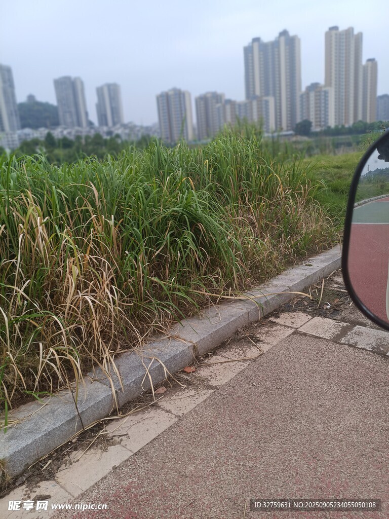 城市边的草地与远处高楼