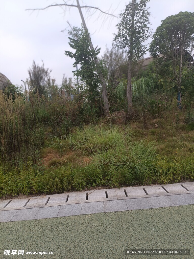 户外草地与树木景观
