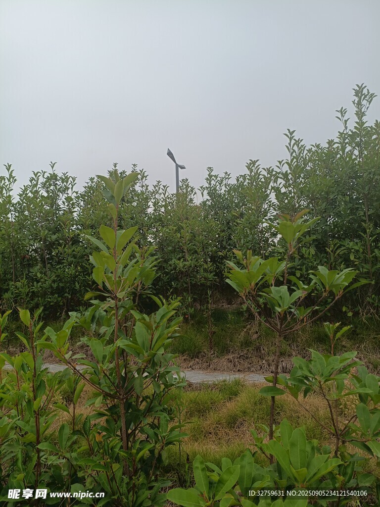 野外绿植景观