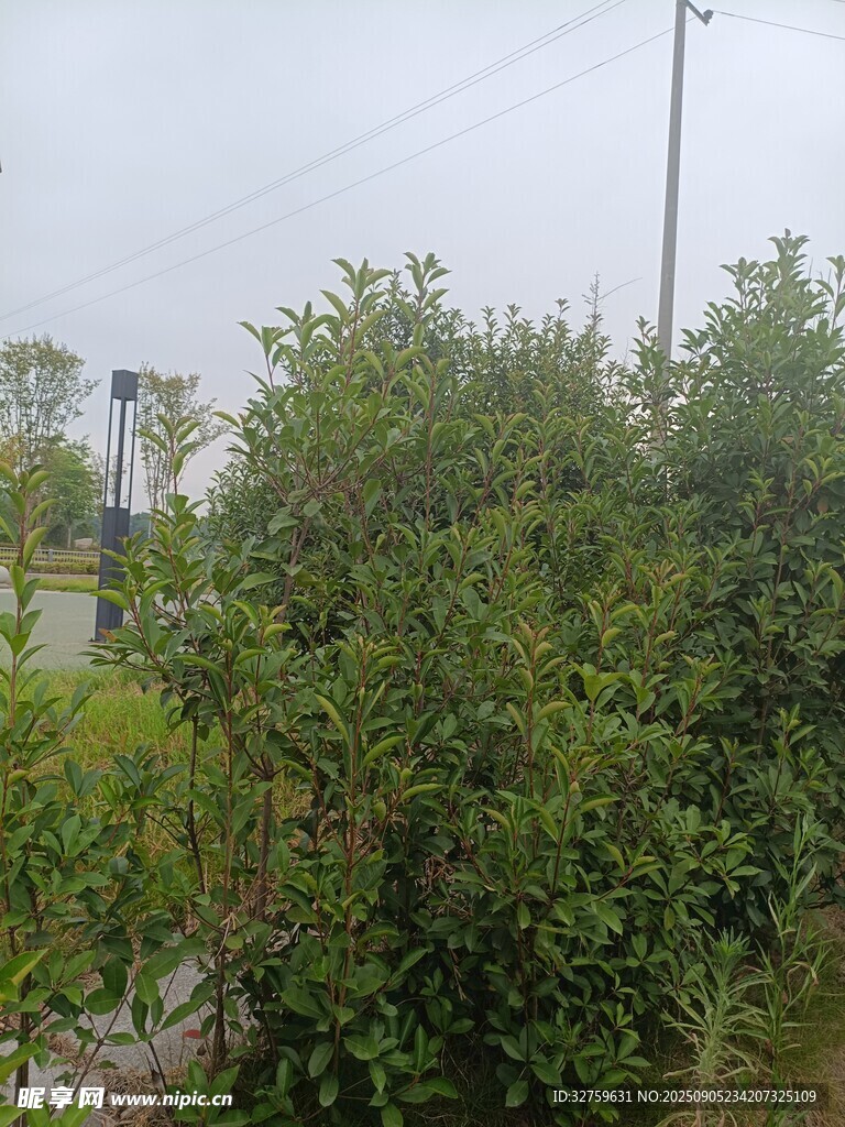 户外繁茂绿植景观